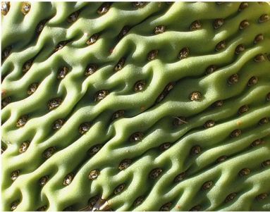 close-up cactus