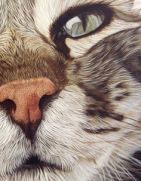 close-up kitty kat