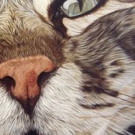 close-up kitty kat