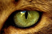 eye - cat 2