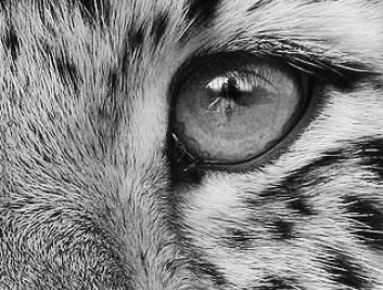 eye - cheetah 1