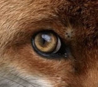 eye - fox 4