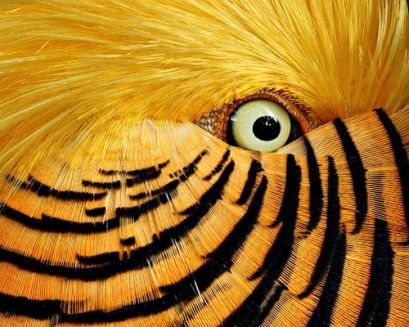 eye - golden pheasant