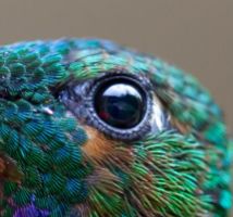 eye - hummingbird