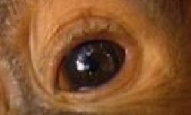 eye - orangutan 1