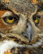 eye - owl 3