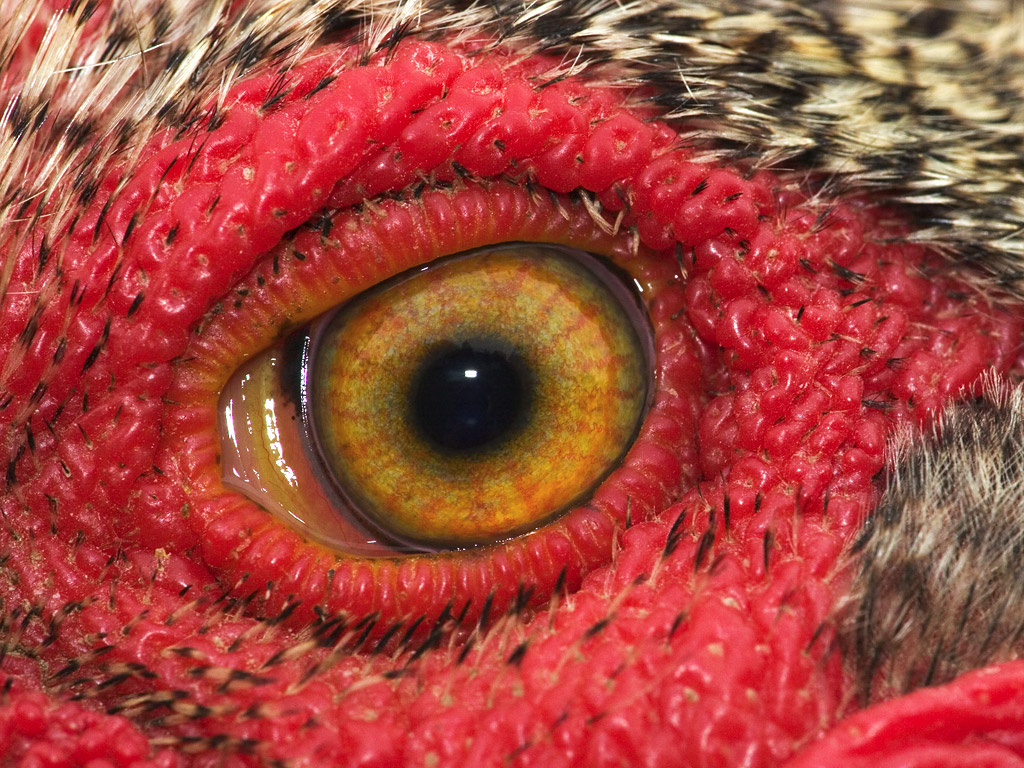 Куриный взгляд. Макросъемка глаза животных.
