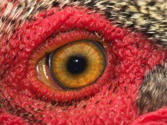 eye - rooster 1