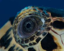 eye - sea turtle 2