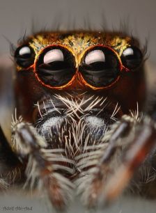 eye - spider