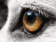 eye - wolf