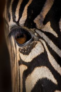 eye - zebra
